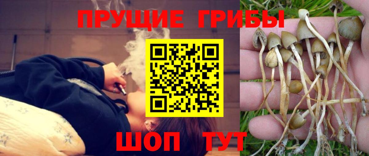Галлюциногенные грибы Cubensis  Вход с VPN  Трёхгорный 